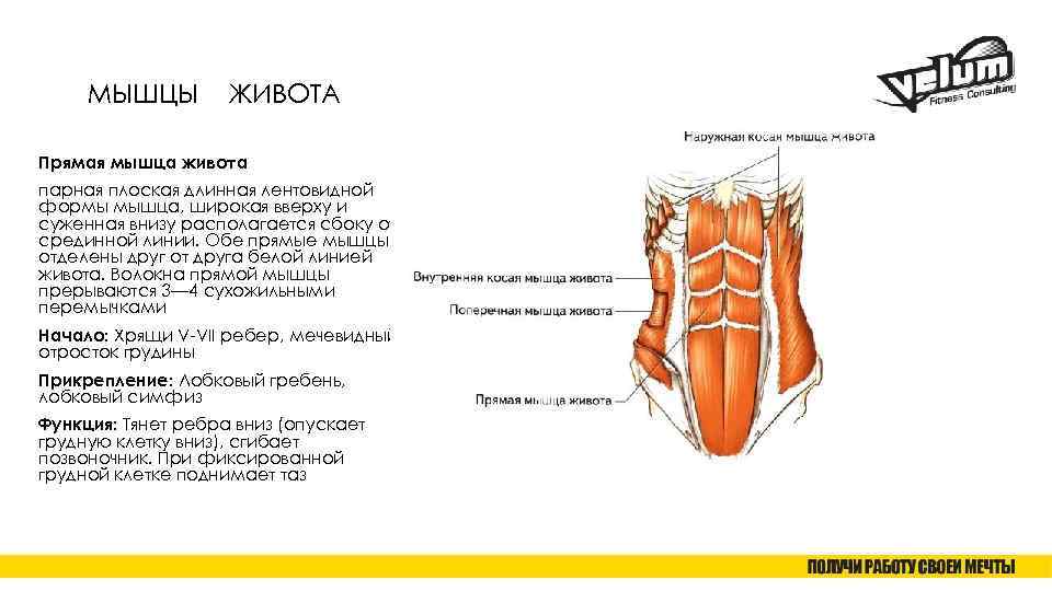 МЫШЦЫ ЖИВОТА Прямая мышца живота парная плоская длинная лентовидной формы мышца, широкая вверху и