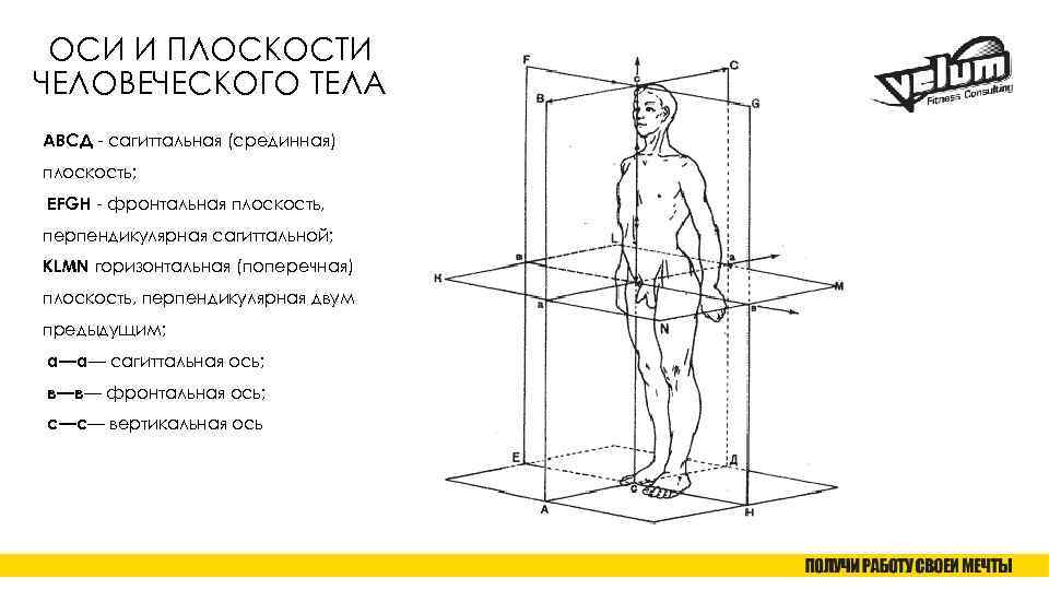 ОСИ И ПЛОСКОСТИ ЧЕЛОВЕЧЕСКОГО ТЕЛА АВСД - сагиттальная (срединная) плоскость; ЕFGH - фронтальная плоскость,