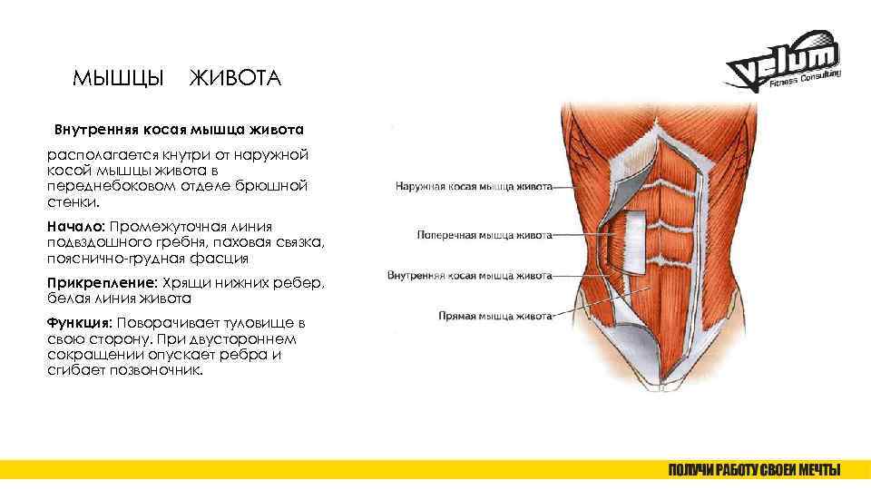 МЫШЦЫ ЖИВОТА Внутренняя косая мышца живота располагается кнутри от наружной косой мышцы живота в