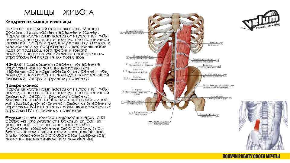 Квадратная мышца поясницы анатомия фото