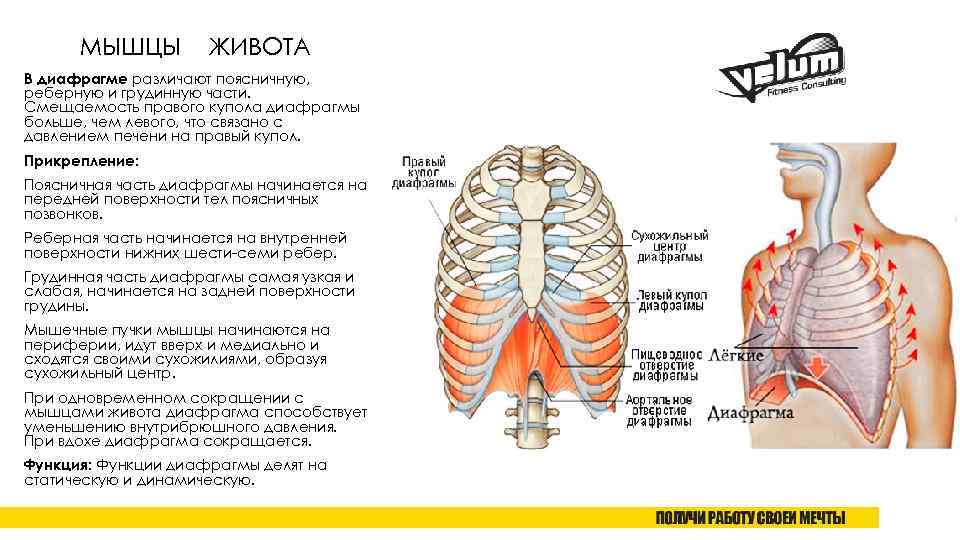 МЫШЦЫ ЖИВОТА В диафрагме различают поясничную, реберную и грудинную части. Смещаемость правого купола диафрагмы