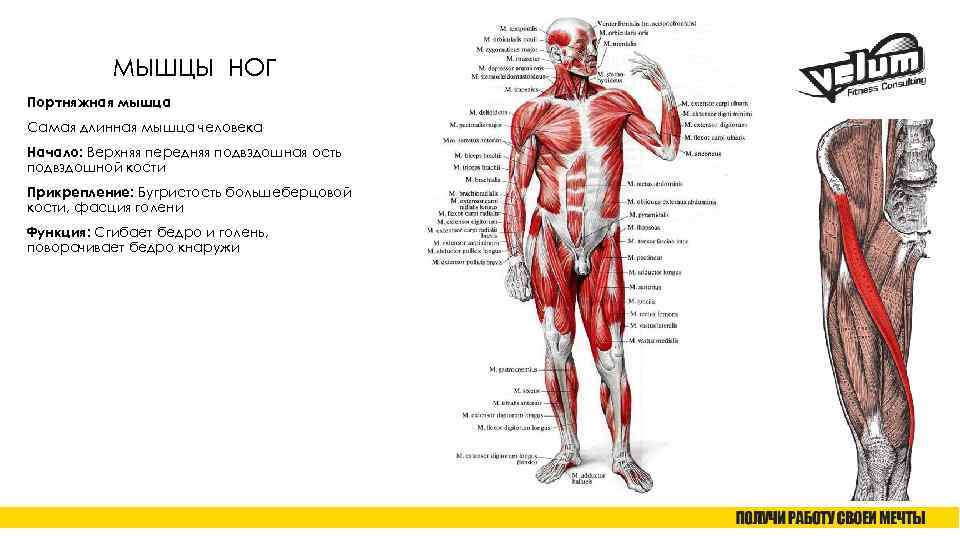 МЫШЦЫ НОГ Портняжная мышца Самая длинная мышца человека Начало: Верхняя передняя подвздошная ость подвздошной