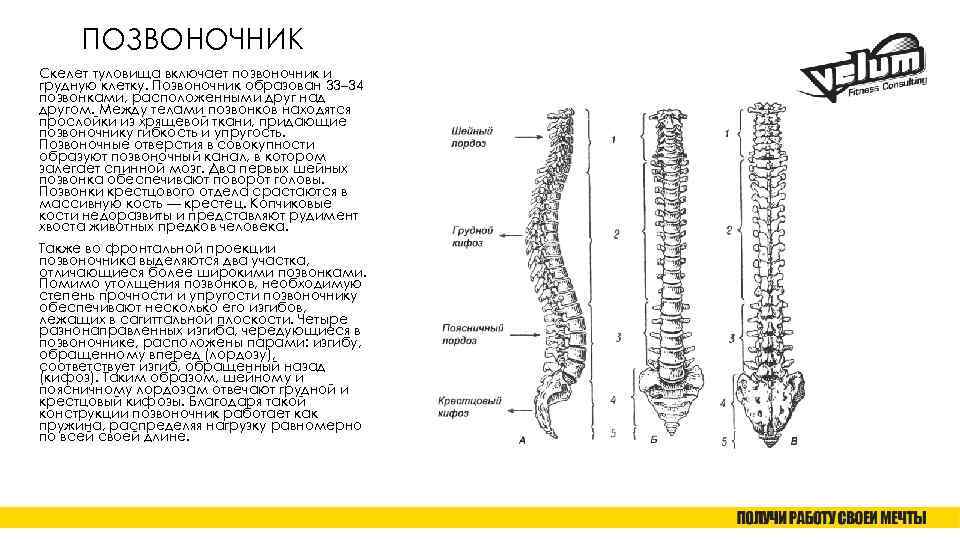 ПОЗВОНОЧНИК Скелет туловища включает позвоночник и грудную клетку. Позвоночник образован 33– 34 позвонками, расположенными