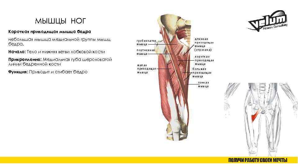 МЫШЦЫ НОГ Короткая приводящая мышца бедра небольшая мышца медиальной группы мышц бедра. Начало: Тело
