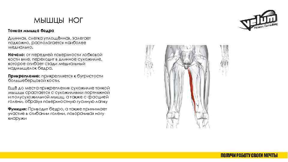 МЫШЦЫ НОГ Тонкая мышца бедра Длинная, слегка уплощённая, залегает подкожно, располагается наиболее медиально. Начало:
