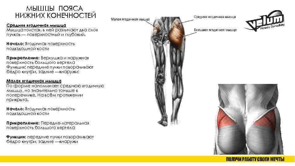 МЫШЦЫ ПОЯСА НИЖНИХ КОНЕЧНОСТЕЙ Средняя ягодичная мышца Мышца толстая, в ней различают два слоя
