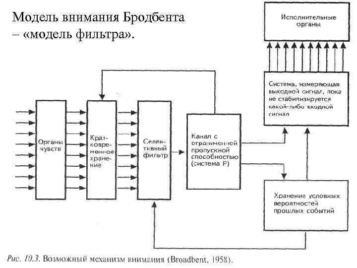 Модель внимания Бродбента – «модель фильтра» . 