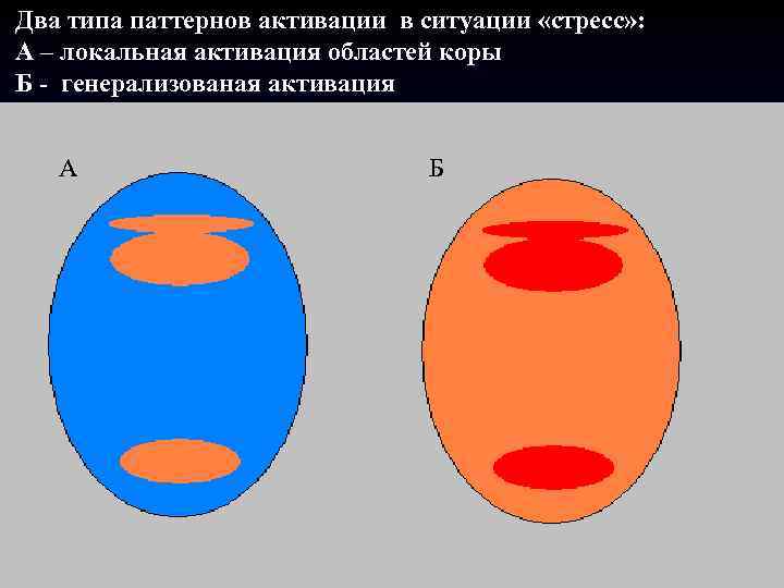 Два типа паттернов активации в ситуации «стресс» : А – локальная активация областей коры