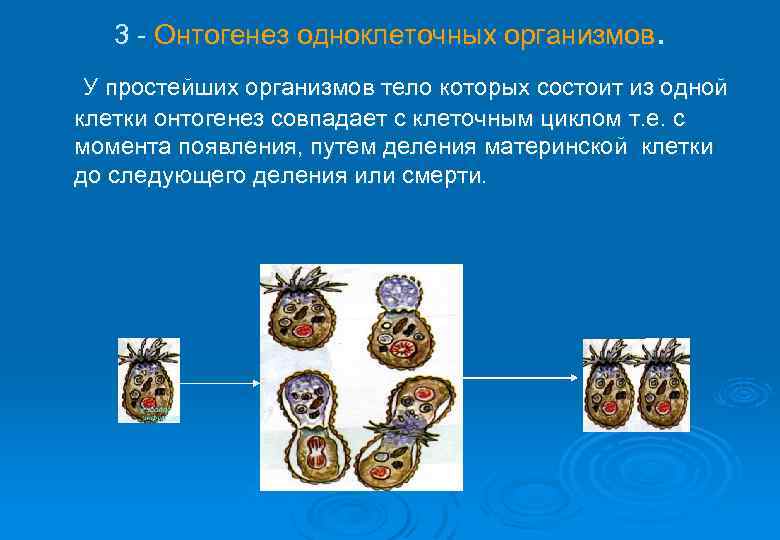 3 - Онтогенез одноклеточных организмов. У простейших организмов тело которых состоит из одной клетки