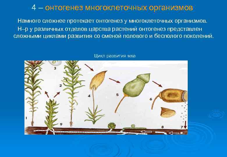 4 – онтогенез многоклеточных организмов Намного сложнее протекает онтогенез у многоклеточных организмов. Н–р у