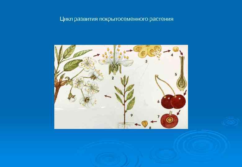 Цикл развития покрытосеменного растения 