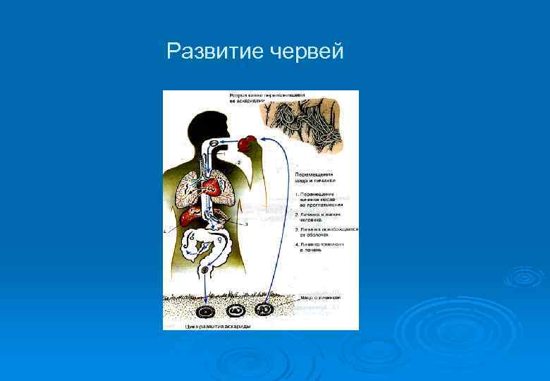 Развитие червей 