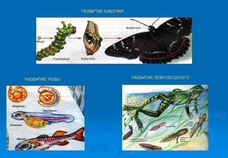 РАЗВИТИЕ БАБОЧКИ РАЗВИТИЕ РЫБЫ РАЗВИТИЕ ЗЕМНОВОДНОГО 