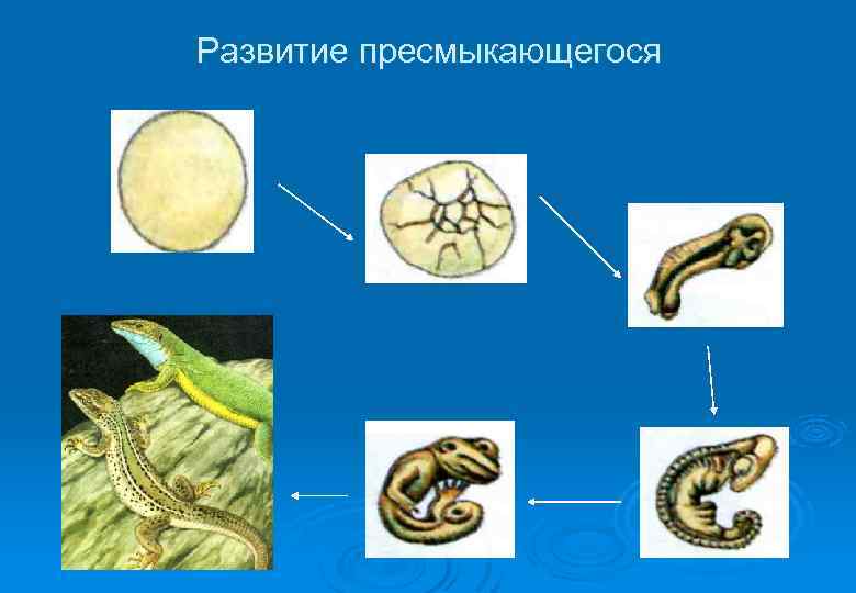 Развитие пресмыкающегося 