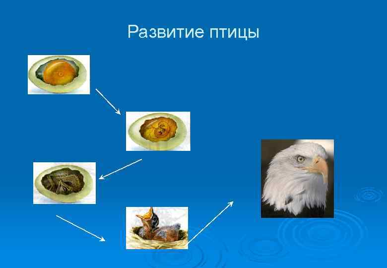 Развитие птицы 