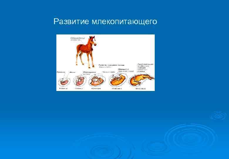 Развитие млекопитающего 