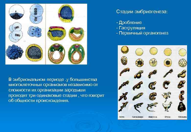 Стадии эмбриогенеза: - Дробление - Гаструляция - Первичный органогенез В эмбриональном периоде. у большинства