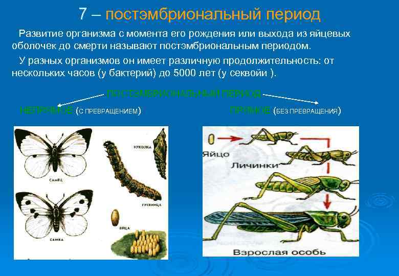7 – постэмбриональный период Развитие организма с момента его рождения или выхода из яйцевых