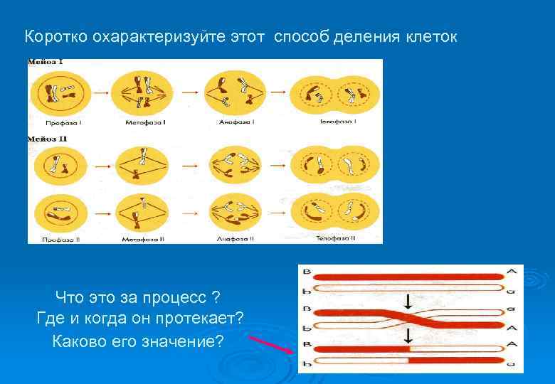 Коротко охарактеризуйте этот способ деления клеток Что это за процесс ? Где и когда