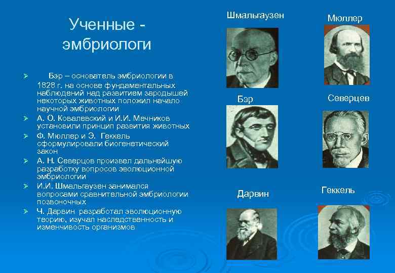 Ученные эмбриологи Ø Ø Ø Бэр – основатель эмбриологии в 1828 г. на основе