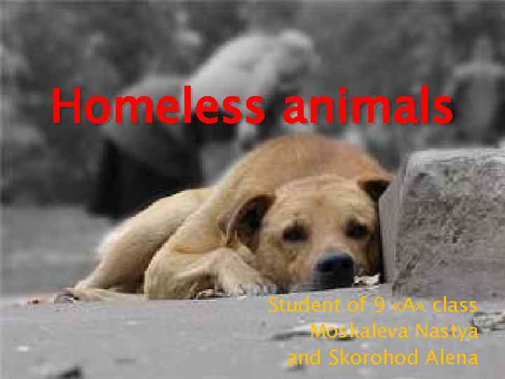 Homeless animals Student of 9 «А» class Moskaleva Nastya and Skorohod Alena 