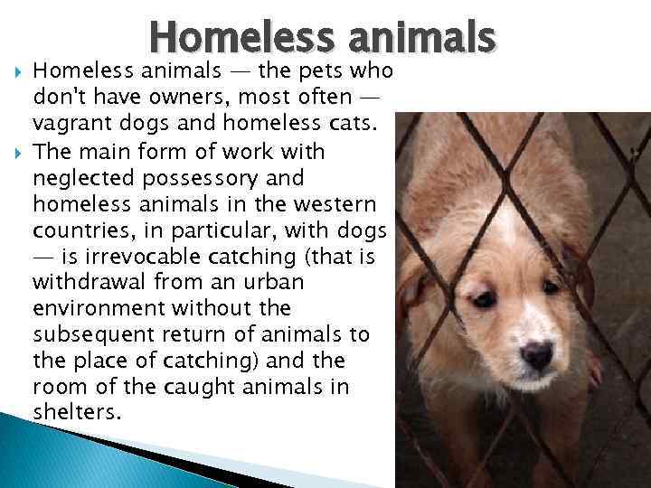  Homeless animals — the pets who don't have owners, most often — vagrant