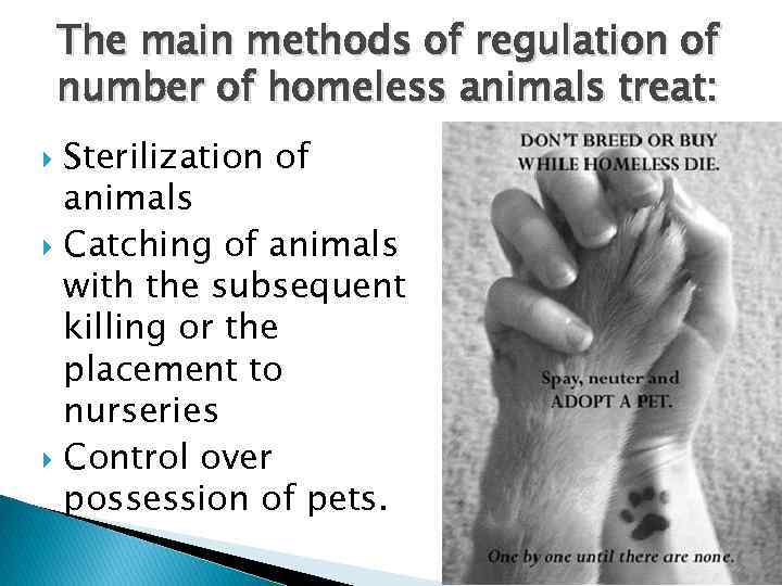 The main methods of regulation of number of homeless animals treat: Sterilization of animals