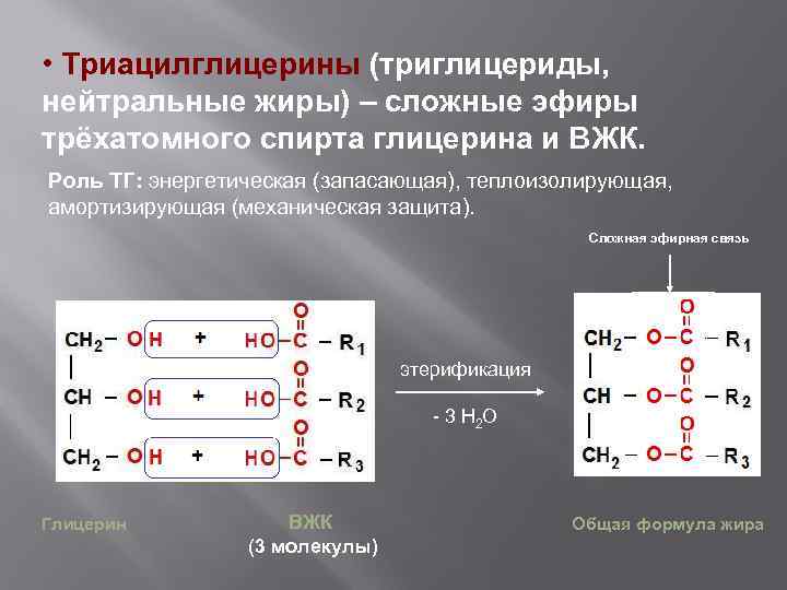 Нейтральные жиры это