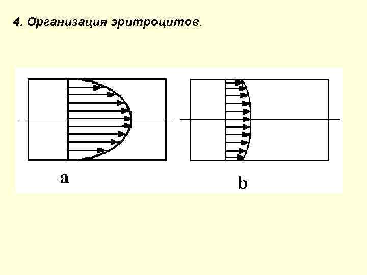 4. Организация эритроцитов. 