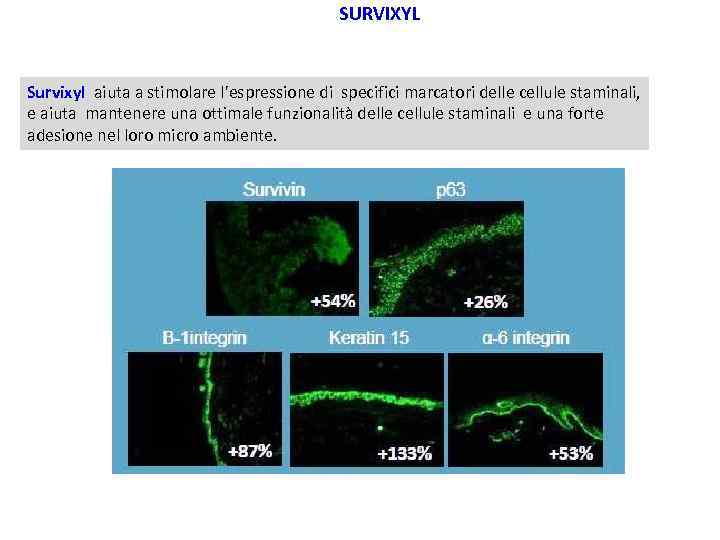 SURVIXYL Survixyl aiuta a stimolare l'espressione di specifici marcatori delle cellule staminali, e aiuta