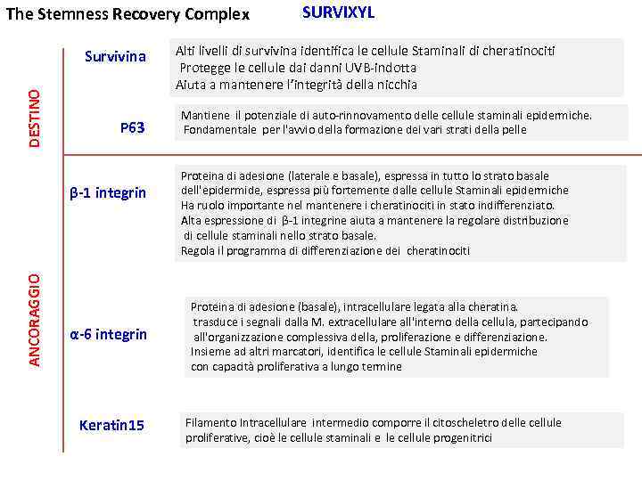 The Stemness Recovery Complex DESTINO Survivina P 63 ANCORAGGIO β-1 integrin α-6 integrin Keratin