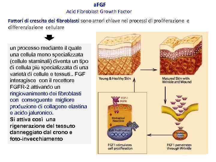 a. FGF Acid Fibroblast Growth Factor Fattori di crescita dei fibroblasti sono attori chiave