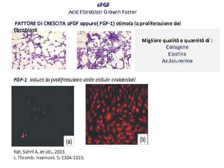 a. FGF Acid Fibroblast Growth Factor FATTORE DI CRESCITA a. FGF oppure( FGF-1) stimola