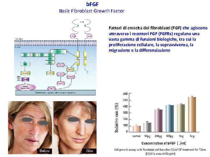 b. FGF Basic Fibroblast Growth Factor Fattori di crescita dei fibroblasti (FGF) che agiscono