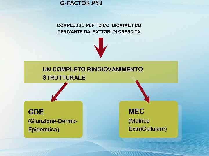 G-FACTOR P 63 COMPLESSO PEPTIDICO BIOMIMETICO DERIVANTE DAI FATTORI DI CRESCITA UN COMPLETO RINGIOVANIMENTO