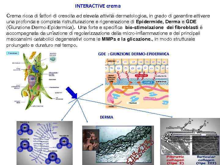 INTERACTIVE crema Crema ricca di fattori di crescita ad elevata attività dermatologica, in grado