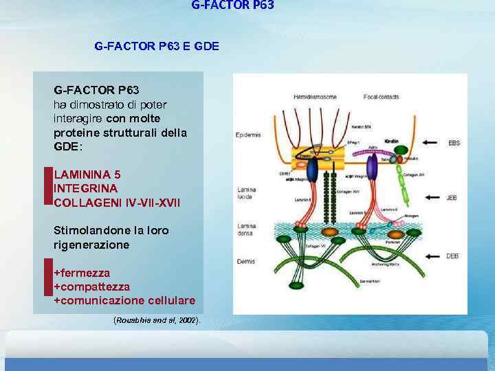 G-FACTOR P 63 E GDE G-FACTOR P 63 ha dimostrato di poter interagire con