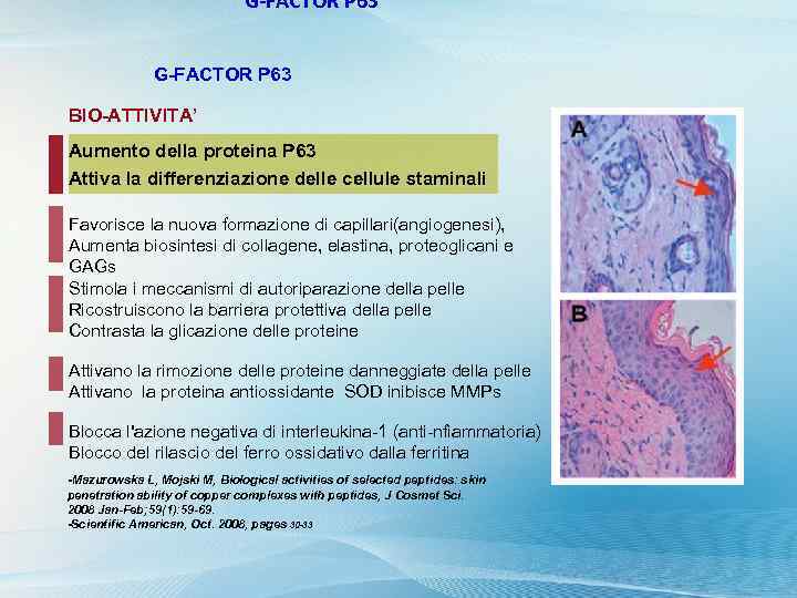 G-FACTOR P 63 BIO-ATTIVITA’ Aumento della proteina P 63 Attiva la differenziazione delle cellule