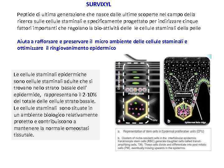 SURVIXYL Peptide di ultima generazione che nasce dalle ultime scoperte nel campo della ricerca