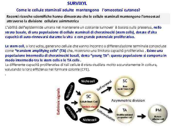 SURVIXYL Come le cellule staminali adulte mantengono l'omeostasi cutanea? Recenti ricerche scientifiche hanno dimostrato