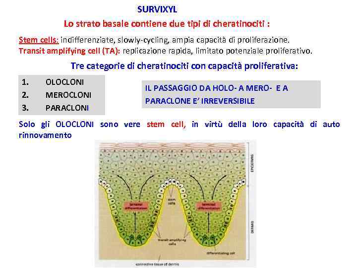 SURVIXYL Lo strato basale contiene due tipi di cheratinociti : Stem cells: indifferenziate, slowly-cycling,