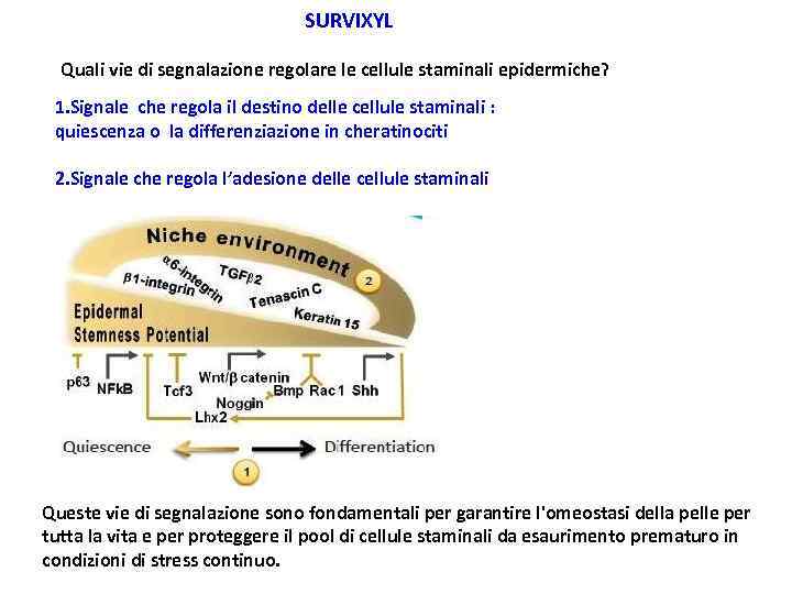 SURVIXYL Quali vie di segnalazione regolare le cellule staminali epidermiche? 1. Signale che regola