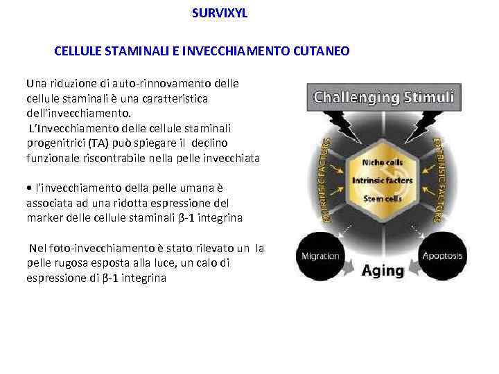 SURVIXYL CELLULE STAMINALI E INVECCHIAMENTO CUTANEO Una riduzione di auto-rinnovamento delle cellule staminali è