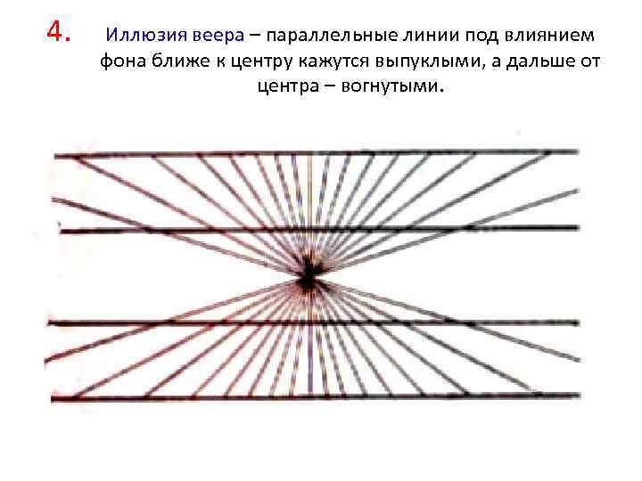 4. Иллюзия веера – параллельные линии под влиянием фона ближе к центру кажутся выпуклыми,