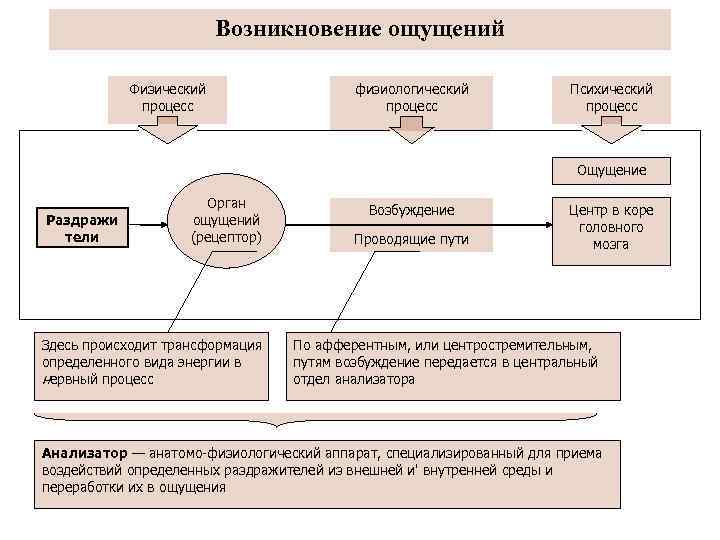 Ощущение как познавательный процесс