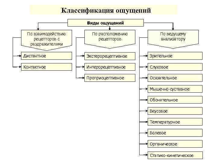 Классификация ощущений Виды ощущений По взаимодействию рецепторов с раздражителями По расположению рецепторов По ведущему