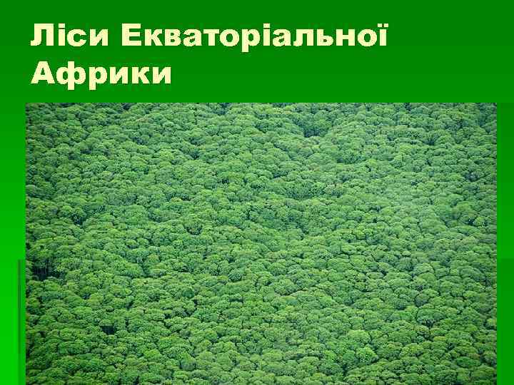 Ліси Екваторіальної Африки 