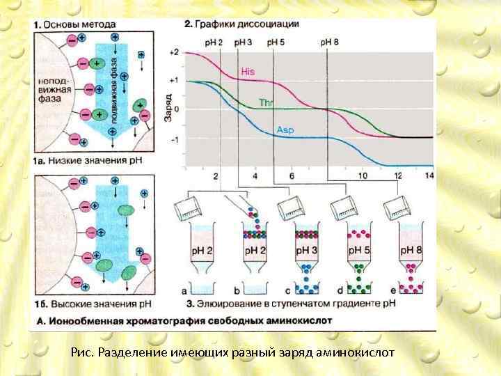 Рис. Разделение имеющих разный заряд аминокислот 