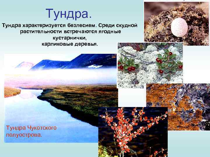 Тундра характеризуется безлесием. Среди скудной растительности встречаются ягодные кустарнички, карликовые деревья. Тундра Чукотского полуострова.