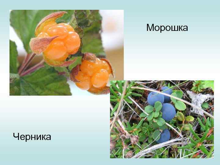 Морошка Черника 